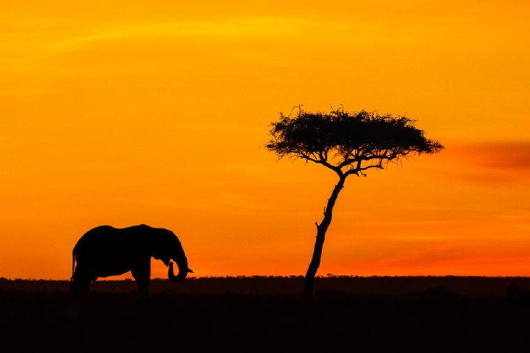 033 Masai Mara.jpg